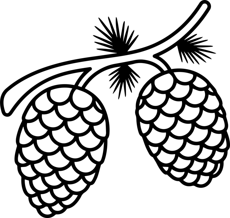 Line art of a pine branch with two large pinecones and needle tufts